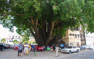 İncir Ağacı, Zanzibar