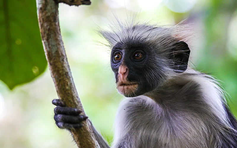 Jozani Forest Zanzibar