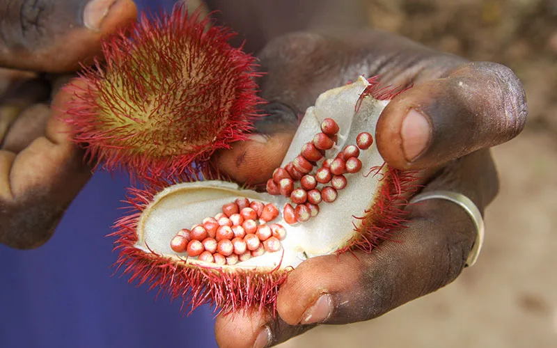 Tanzanya Zanzibar Gezi Rehberi
