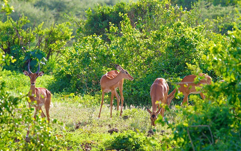 Manyara Gölü Milli Parkı
