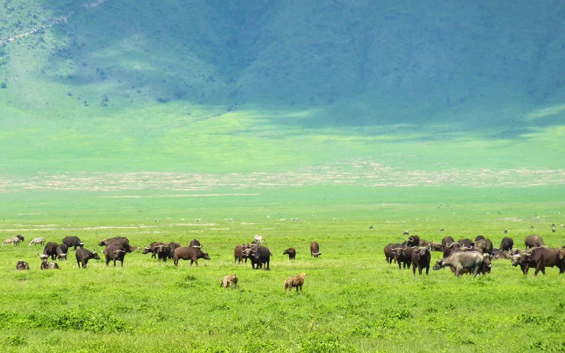Ngorongoro Koruma Alanı
