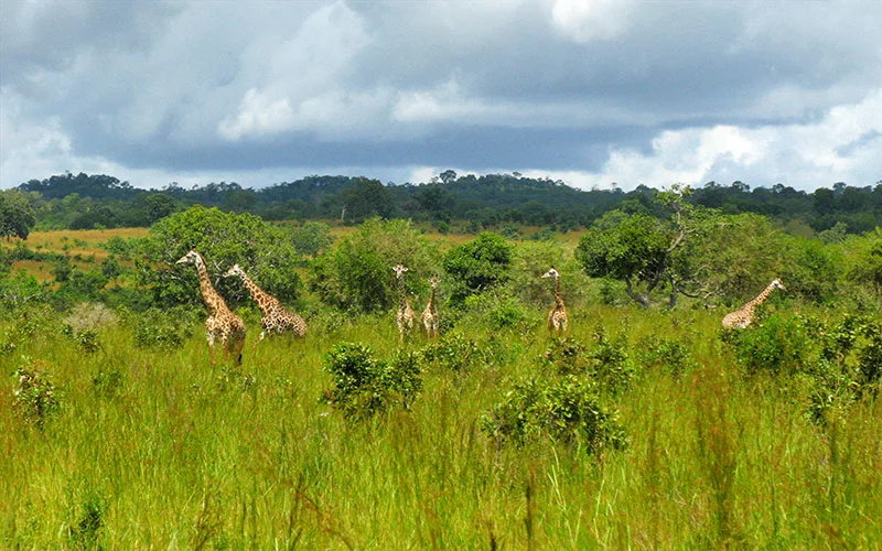 Ruaha Milli Parkı