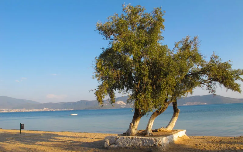 Akbuk-Didim