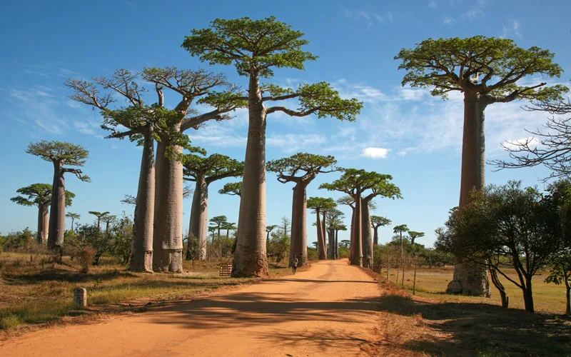 Baobab-Road-Madagascar