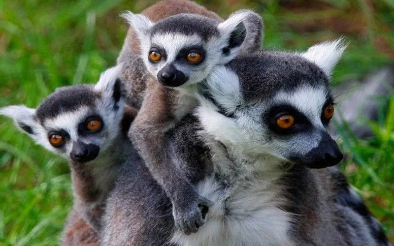 Madagascar-Gezilecek-Yerler