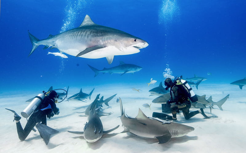 Köpekbalıklarıyla Yüzme Maldivler
