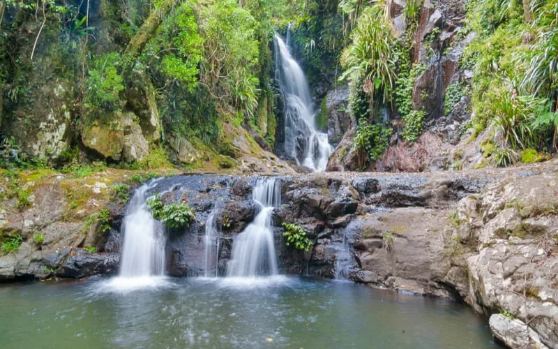 Lamington Ulusal Parkı Brisbane