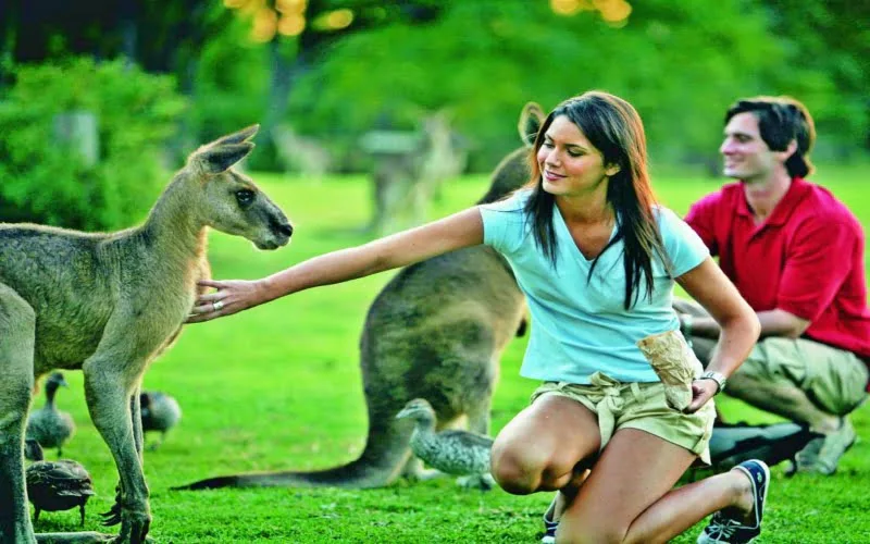 Lone Pine Koala Koruma Bakımevi Brisbane