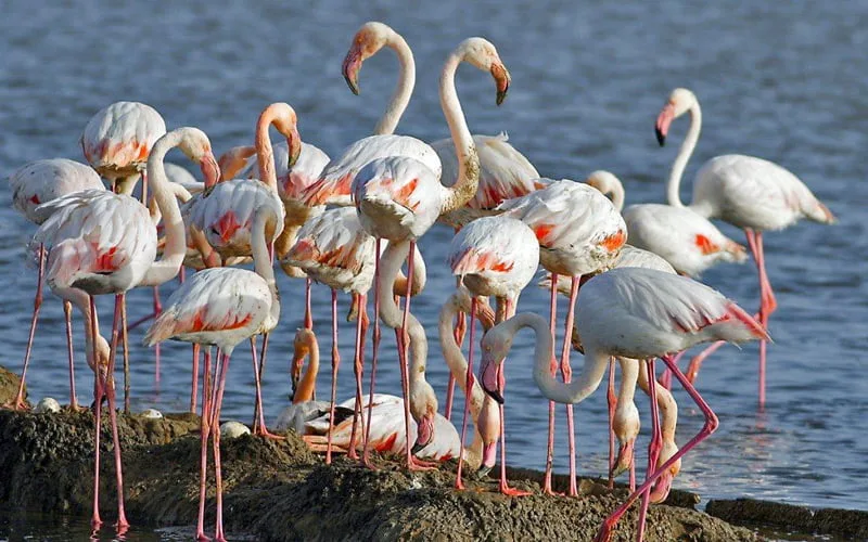 Tuzla Kuş Cenneti Bodrum