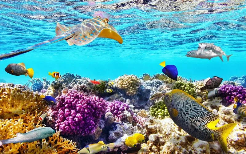 büyük set resifini keşfetmenin yolları