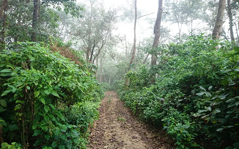 chitwan milli parki nepal