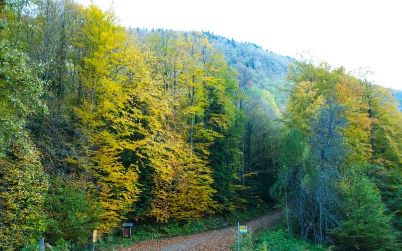 Turkiye-Trekking-Rotalari-Yenice-Ormanlari