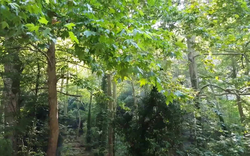 En-Guzel-Milli-Parklar-Papazin